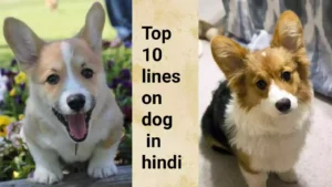 top 10 lines on dog in hindi