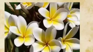 केतकी के फूल का फोटो