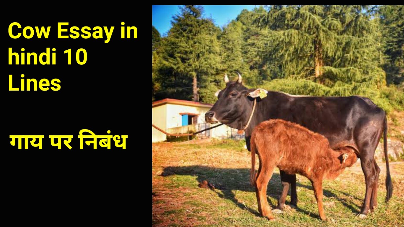 essay on cow in sindhi